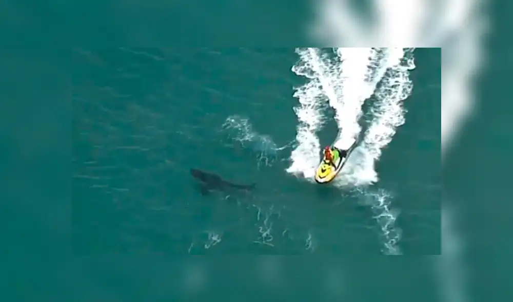 Surfista falleció tras ser atacado por un tiburón blanco de tres metros en Australia. Foto: Captura Surfista falleció tras ser atacado por un tiburón blanco de tres metros en Australia. Foto: Captura