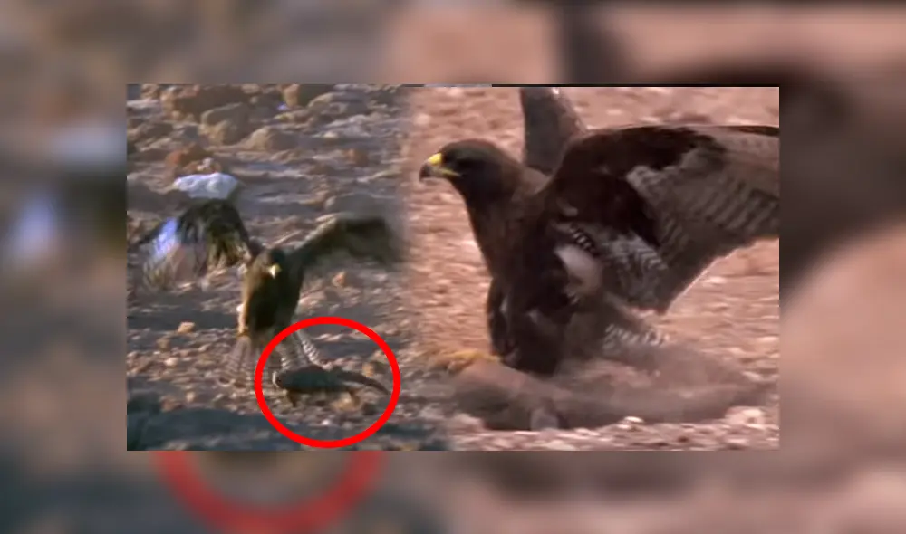 Una voraz águila atacó brutalmente a criatura en desierto. Una voraz águila atacó brutalmente a criatura en desierto.