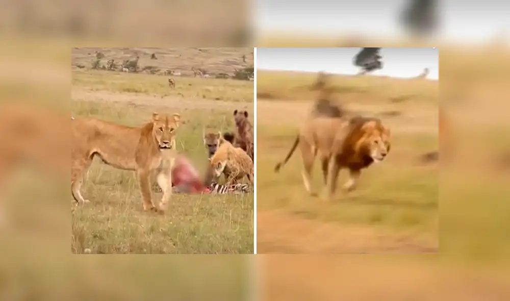 Las hienas se enfrentaron a la leona, pero cuando llegó el 'rey de la selva' huyeron aterrorizadas. Foto: captura