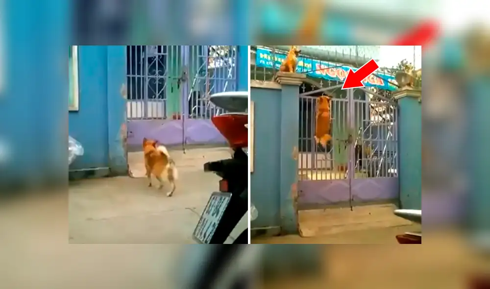 Facebook viral: perro es captado trepando una reja para ingresar a un albergue [VIDEO]