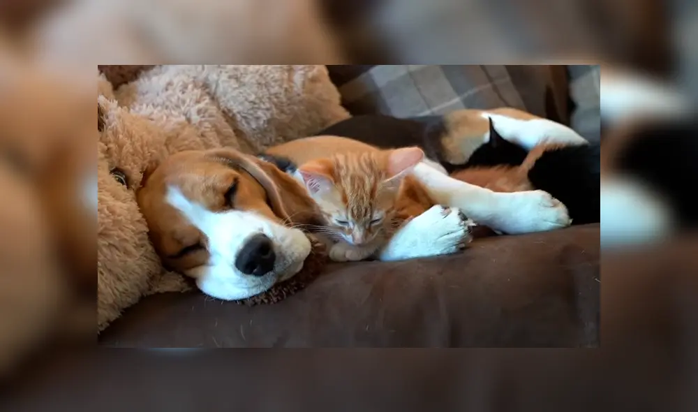 La dueña del can mostró detalles de la emotiva relación entre su perra Beagle y los dos pequeños felinos