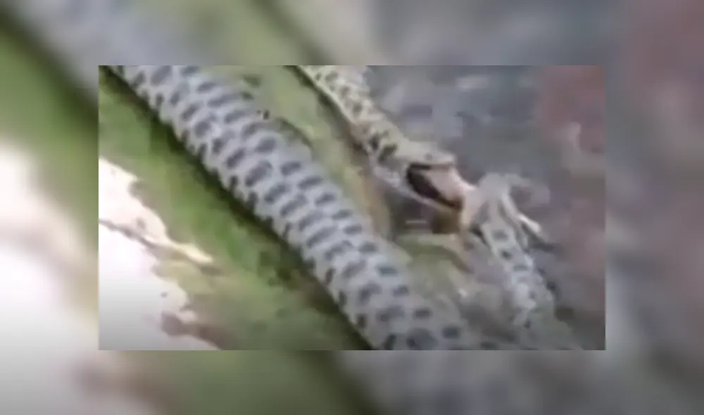 YouTube viral: captan a enormes serpientes devorando a peces en río y miles quedan en shock [VIDEO]