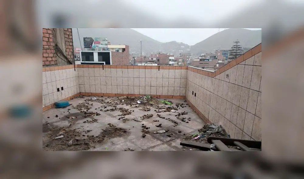 Restacan a cachorro abandonado que habría vivido entre restos de otros perros [FOTOS y VIDEO]