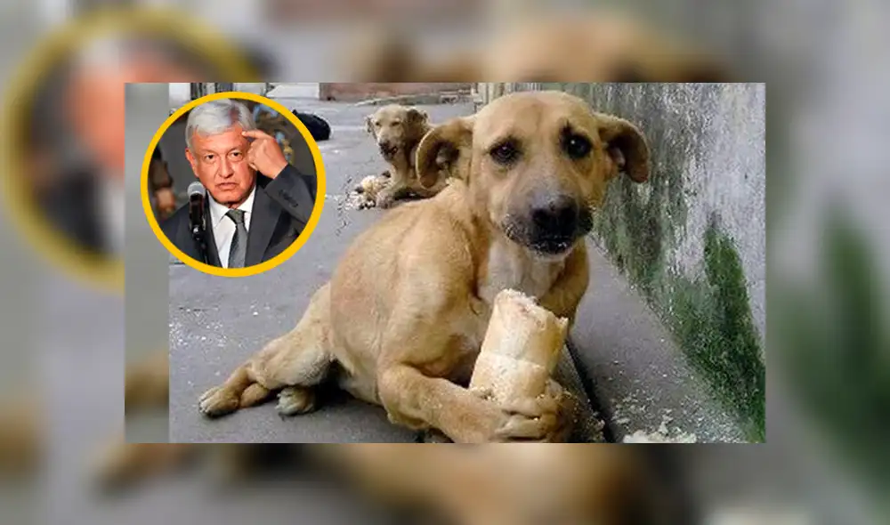 México propone matar perros y gatos callejeros [VIDEO]