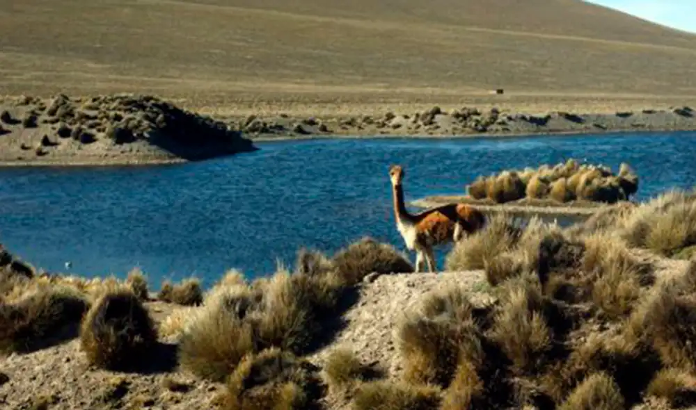 Vicuña ayacuchana tendrá en drones su última esperanza contra la caza furtiva  [FOTOS]