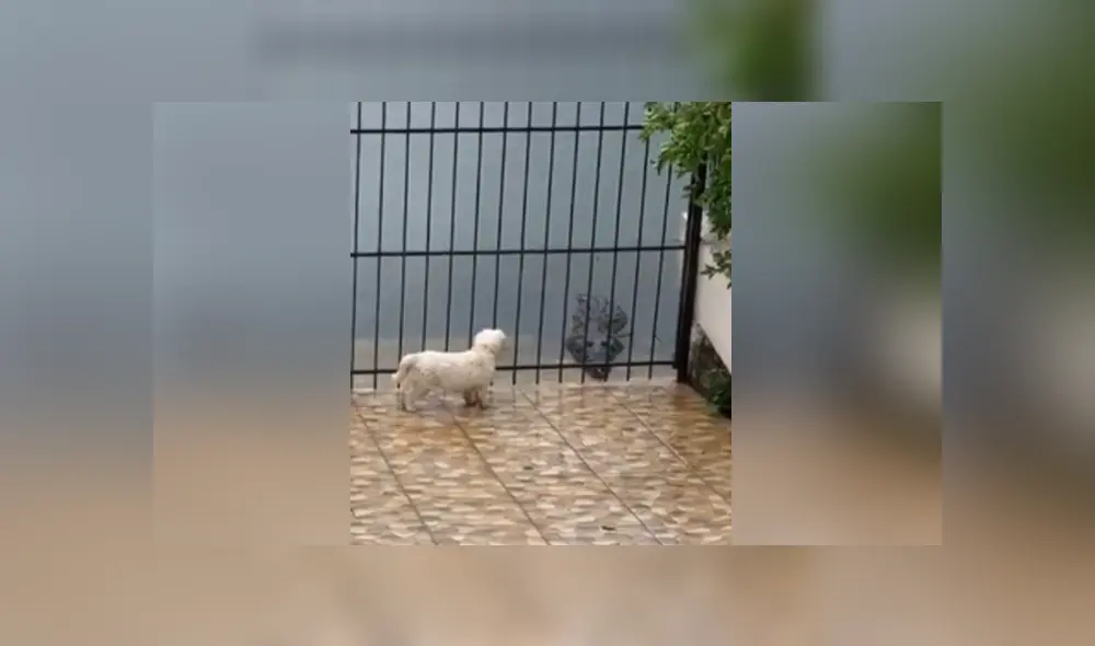 En redes sociales se hizo viral el momento en que un temerario perro se acerca a un cocodrilo. Foto: TikTok En redes sociales se hizo viral el momento en que un temerario perro se acerca a un cocodrilo. Foto: TikTok
