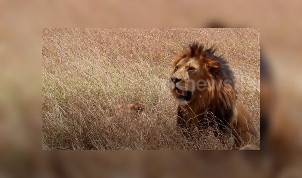 Turistas tienen impensado encuentro con feroces leones de África. Turistas tienen impensado encuentro con feroces leones de África.