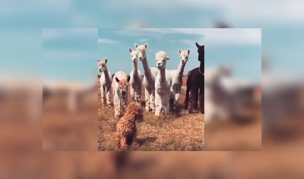En Facebook, unas alpacas intentaron acercarse a un perro y al conocer su identidad tuvieron una curiosa reacción. En Facebook, unas alpacas intentaron acercarse a un perro y al conocer su identidad tuvieron una curiosa reacción.