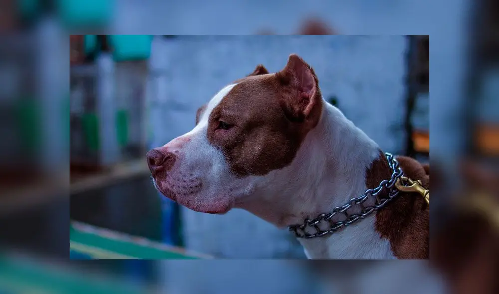 Perro agrede a bebé