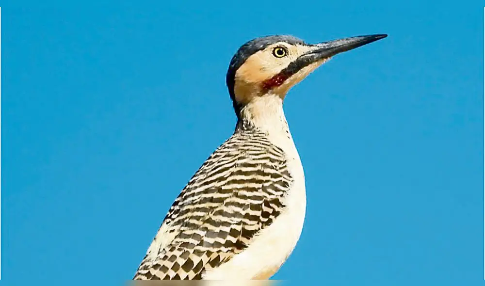 investigación. Carpintero andino fotografiado en Paucarani. investigación. Carpintero andino fotografiado en Paucarani.