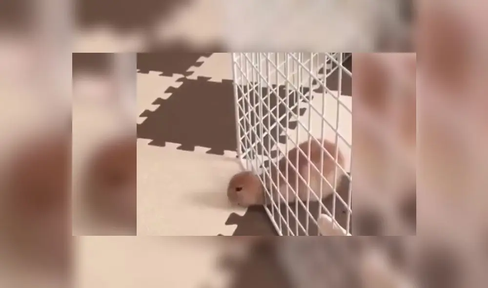 Desliza para descubrir qué hizo este pequeño conejo para volverse viral en Twitter. Foto: Captura Desliza para descubrir qué hizo este pequeño conejo para volverse viral en Twitter. Foto: Captura