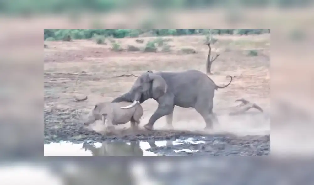 Mamá rinoceronte se enfrenta a feroz elefante para proteger a su cría y final es de infarto [VIDEO] 