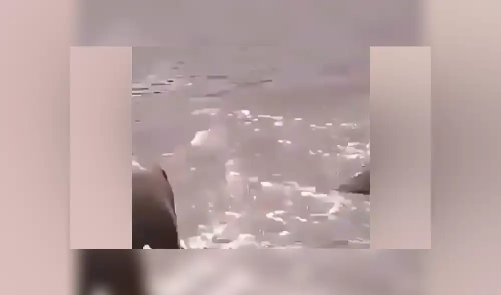 YouTube viral: Hambriento cocodrilo mordisquea a ñu por la cola, lo suelta y deja lesionado [VIDEO] 