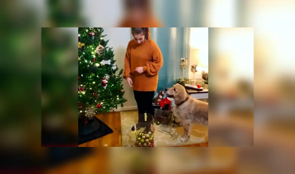 Mientras acompaña a su dueña, el can obedece sus instrucciones y le ayuda a colocar algunos adornos. El curioso episodio se ha hecho viral en Facebook