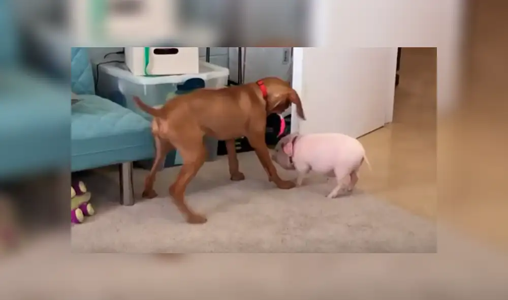 En YouTube, un joven acogió a un indefenso cerdo bebé y no imaginó la reacción de su perro al enterarse de la noticia. En YouTube, un joven acogió a un indefenso cerdo bebé y no imaginó la reacción de su perro al enterarse de la noticia.