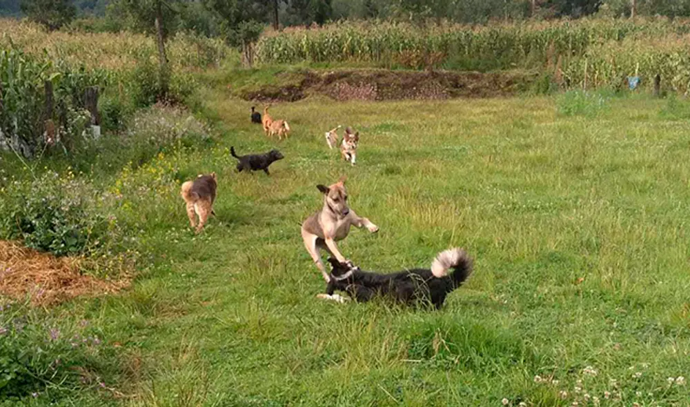Los canes tienen casi 400 m2 para hacer de las suyas. Los canes tienen casi 400 m2 para hacer de las suyas.