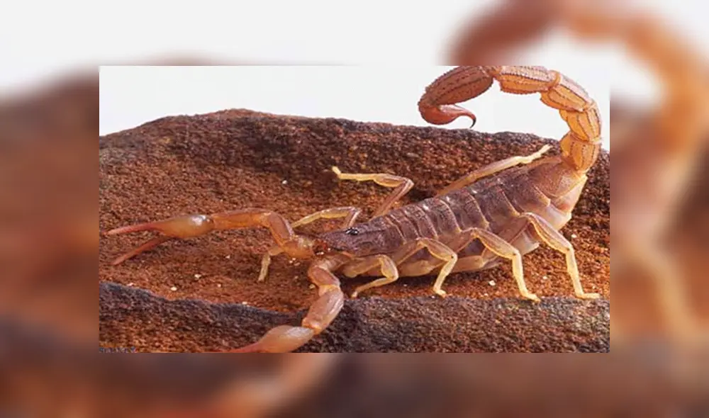 YouTube viral: graban momento en que cientos de crías de mamá alacrán mutan de piel y video causa terror