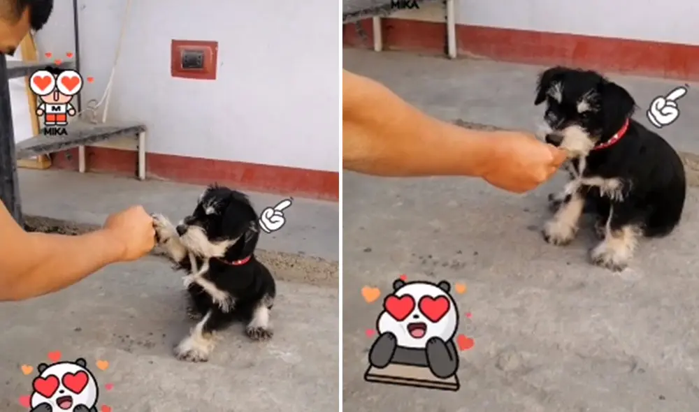 Desliza hacia la izquierda para ver más imágenes de esta curiosa cachorra que hizo de todo para conseguir una mandarina. (Foto: captura / TikTok)