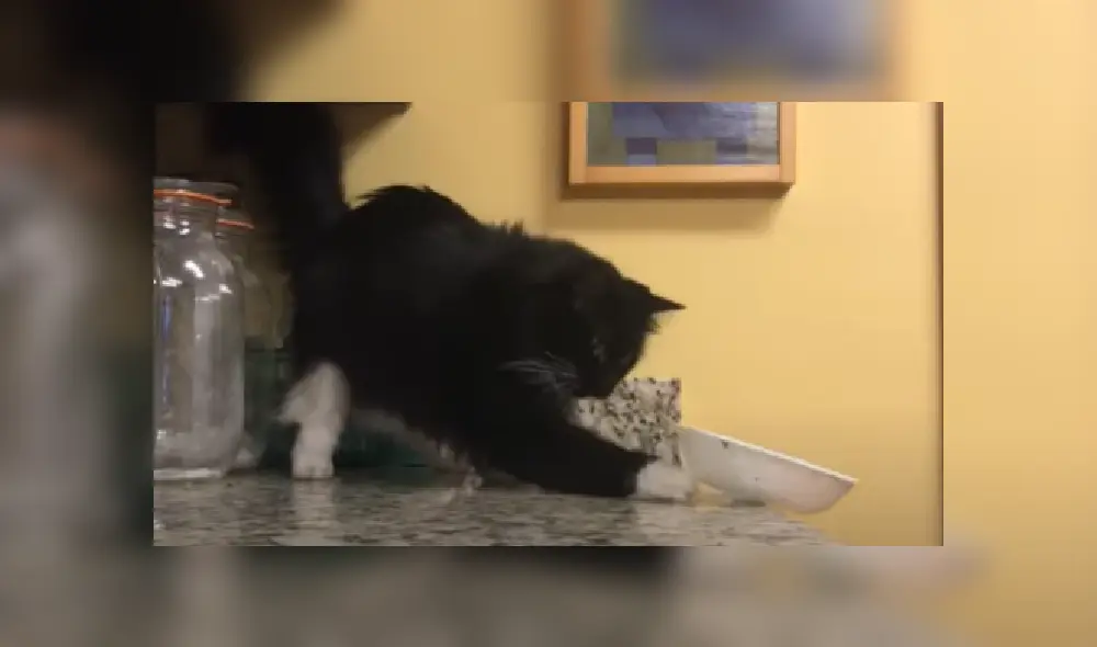 Desliza hacia la izquierda para ver más imágenes de este travieso gato que es viral en Facebook. Desliza hacia la izquierda para ver más imágenes de este travieso gato que es viral en Facebook.