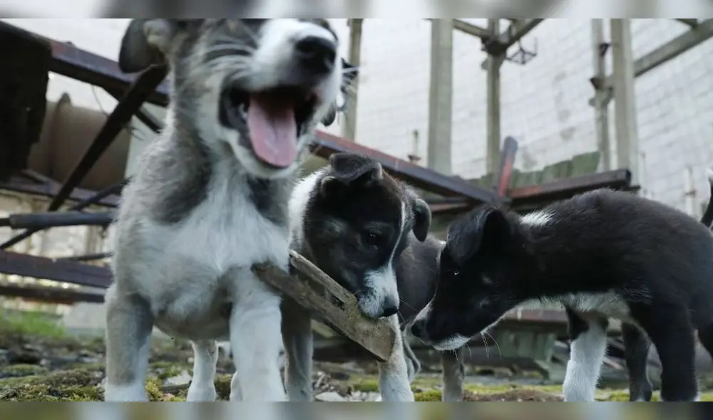 Chernobyl: el cruel destino de los perros radioactivos tras el accidente nuclear