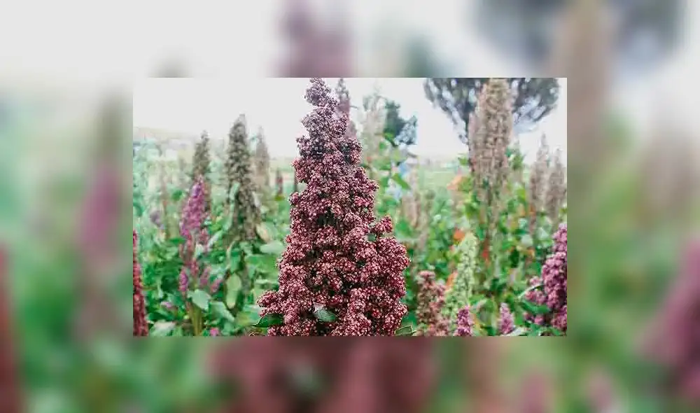 Lanzan congreso y simposio mundial sobre la quinua