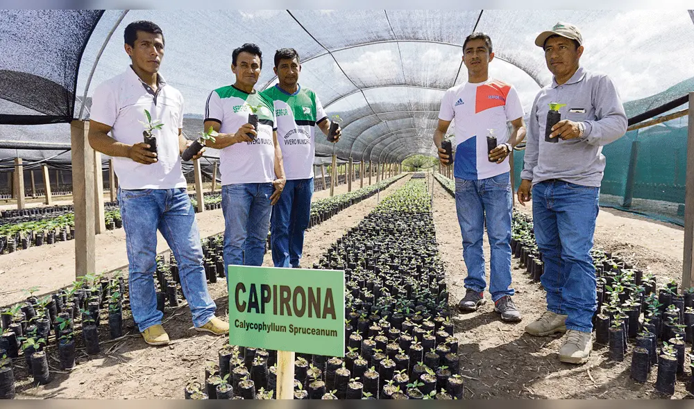 El 91% de la deforestación de los bosques de la Amazonía se da por la agricultura informal El 91% de la deforestación de los bosques de la Amazonía se da por la agricultura informal