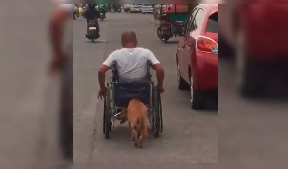 Facebook: perrito ayuda a su dueño empujando su silla de ruedas por la calle [VIDEO]