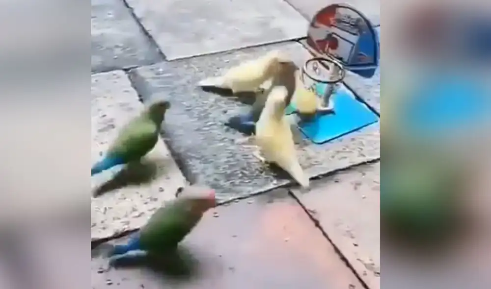 Desliza para conocer más detalles de esta cómica escena protagonizada por unos curiosos loros. Foto: captura de Facebook Desliza para conocer más detalles de esta cómica escena protagonizada por unos curiosos loros. Foto: captura de Facebook