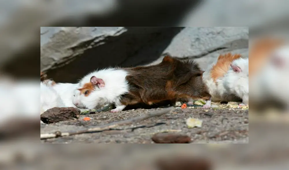Allanan una vivienda y hallan 29 animales en peligro de extinción almacenados en cajones [FOTOS]