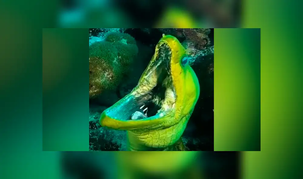 La criatura tuvo una aterradora reacción al ver que el buzo se acercaba. Foto: captura La criatura tuvo una aterradora reacción al ver que el buzo se acercaba. Foto: captura
