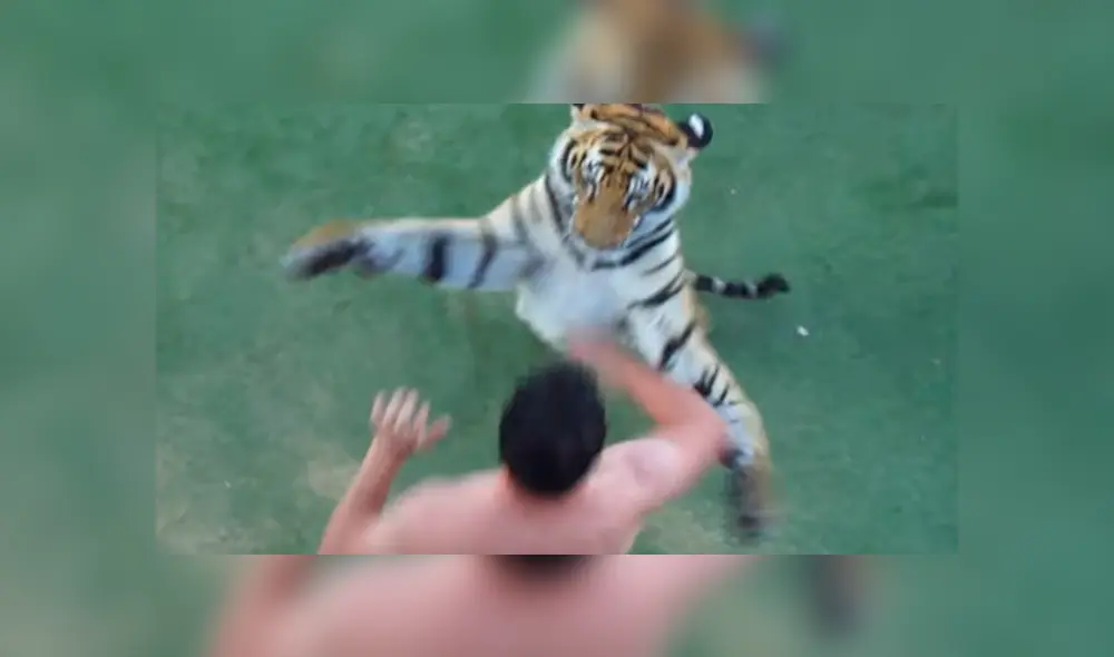 Arriesgado cuidador que aparece en el video de YouTube intentó adiestrar a un enfurecido tigre.