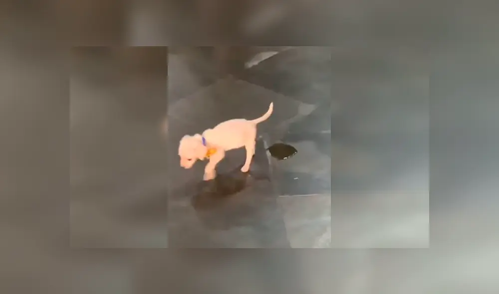 Desliza las imágenes para observar la travesura que cometió un cachorro cuando su dueña terminó de limpiar. Desliza las imágenes para observar la travesura que cometió un cachorro cuando su dueña terminó de limpiar.