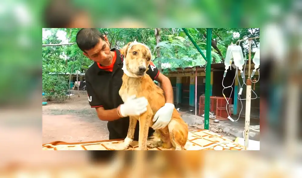 Desliza hacia la izquierda para ver las imágenes del proceso de recuperación de un perro callejero que fue hallado con larvas en el cuerpo. El video es viral en Facebook. Desliza hacia la izquierda para ver las imágenes del proceso de recuperación de un perro callejero que fue hallado con larvas en el cuerpo. El video es viral en Facebook.