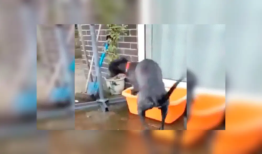 Facebook viral: Familia adopta a perro tímido, lo dejan solo en casa y realiza travesura [VIDEO]