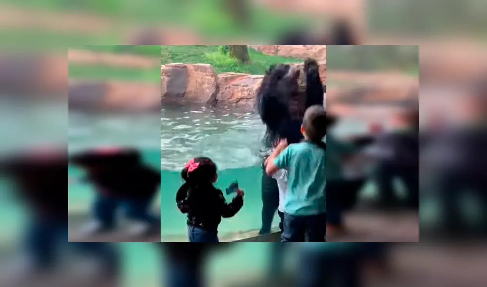 Un video viral de Facebook mostró la inolvidable experiencia que vivieron un grupo de niños al toparse ‘cara a cara’ con un enorme oso, durante un paseo por un zoológico. Un video viral de Facebook mostró la inolvidable experiencia que vivieron un grupo de niños al toparse ‘cara a cara’ con un enorme oso, durante un paseo por un zoológico.