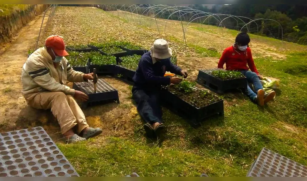 Instalación de viveros forestales
