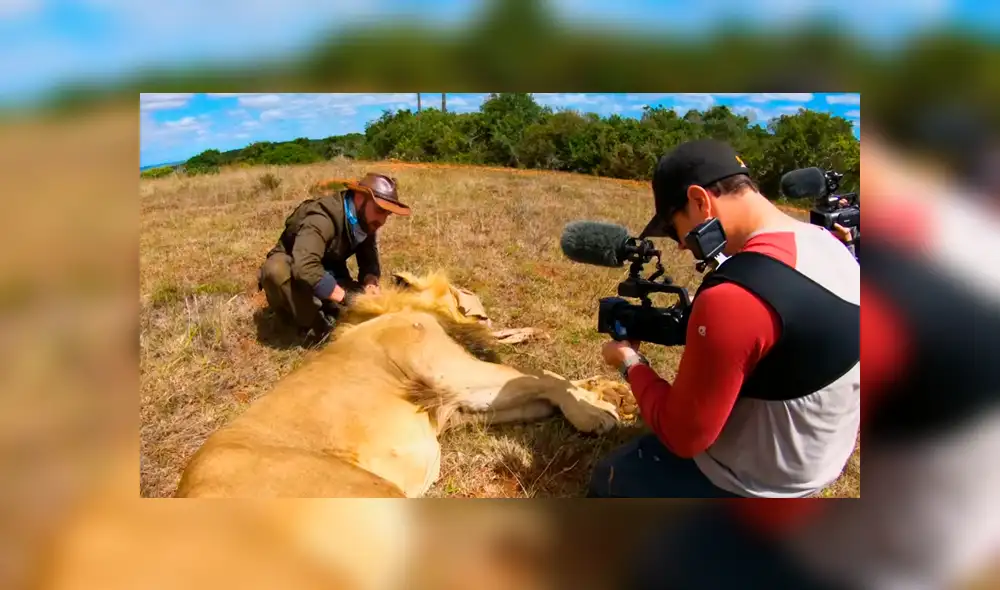 Turista se acerca a enorme león y graba sus enormes colmillos. Turista se acerca a enorme león y graba sus enormes colmillos.