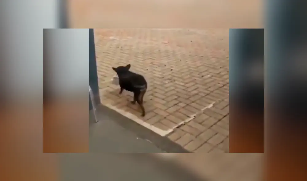 Facebook viral: perro callejero pide comida en restaurante y sorprende con su ‘educación’ al hacerlo Facebook viral: perro callejero pide comida en restaurante y sorprende con su ‘educación’ al hacerlo