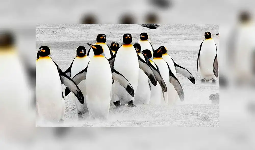 Descubren “alarmante” cantidad de microplásticos en pingüinos de la Antártida. Foto: difusión Descubren “alarmante” cantidad de microplásticos en pingüinos de la Antártida. Foto: difusión
