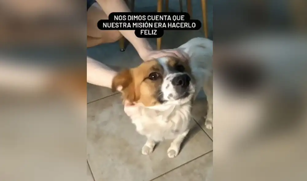 Desliza hacia la izquierda para conocer más detalles de la conmovedora historia de Bruno, un perrito que tuvo un final feliz. Foto: captura de TikTok Desliza hacia la izquierda para conocer más detalles de la conmovedora historia de Bruno, un perrito que tuvo un final feliz. Foto: captura de TikTok