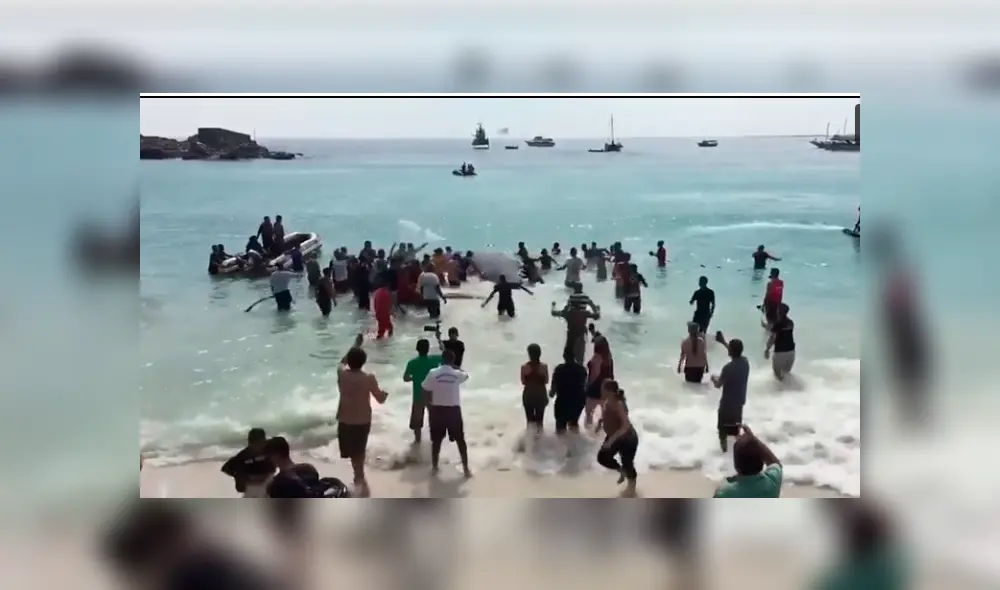 En Facebook, el rescate que hicieron un grupo de bañistas a una ballena se ha viralizado. En Facebook, el rescate que hicieron un grupo de bañistas a una ballena se ha viralizado.