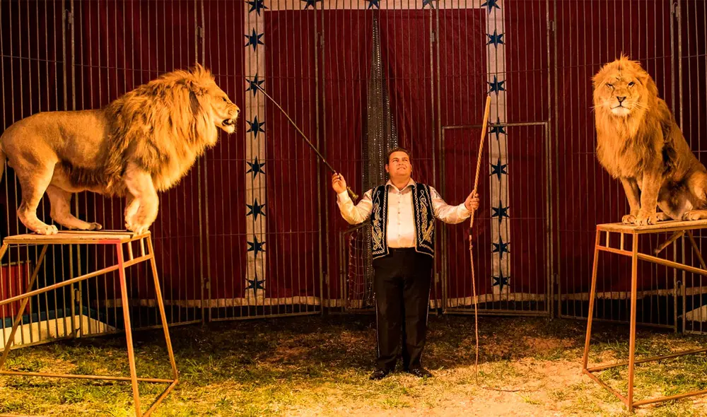 La ministra también señaló que se trabajará los parques zoológicos para mejorar las condiciones de vida de los animales cautivos. Foto: HispanTV La ministra también señaló que se trabajará los parques zoológicos para mejorar las condiciones de vida de los animales cautivos. Foto: HispanTV