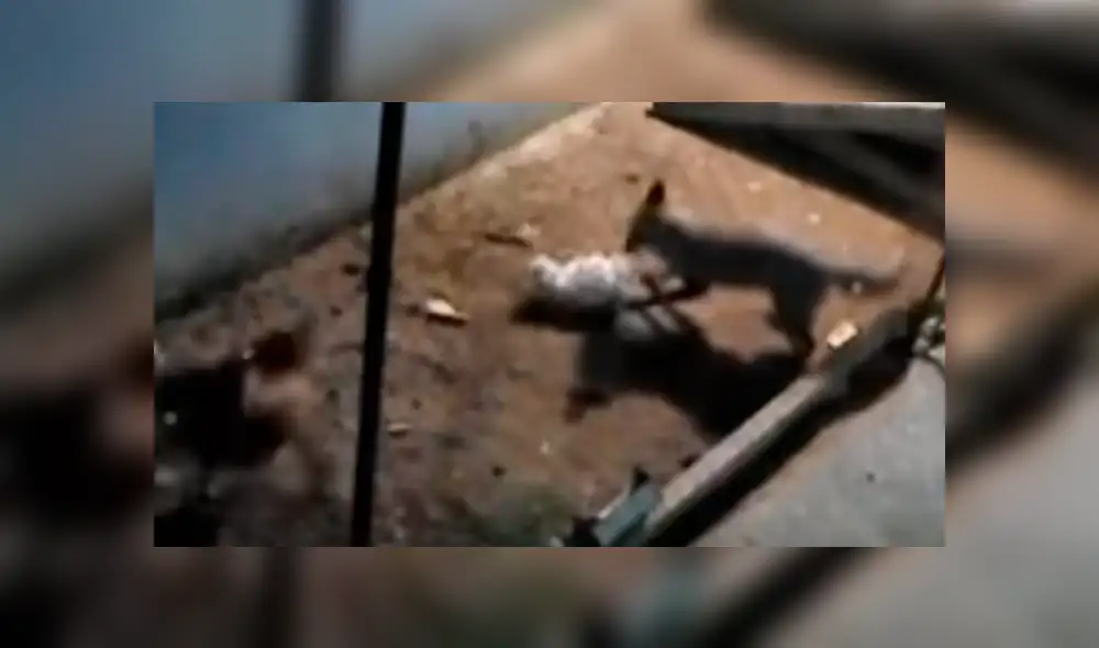 YouTube viral: zorro entra a gallinero para cazar a su 'presa', pero aves lo 'picotean' [VIDEO]