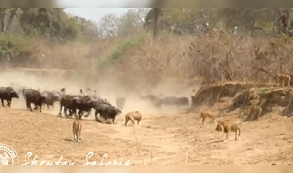 YouTube: La increíble defensa de búfalos contra manda de leonas [VIDEO]