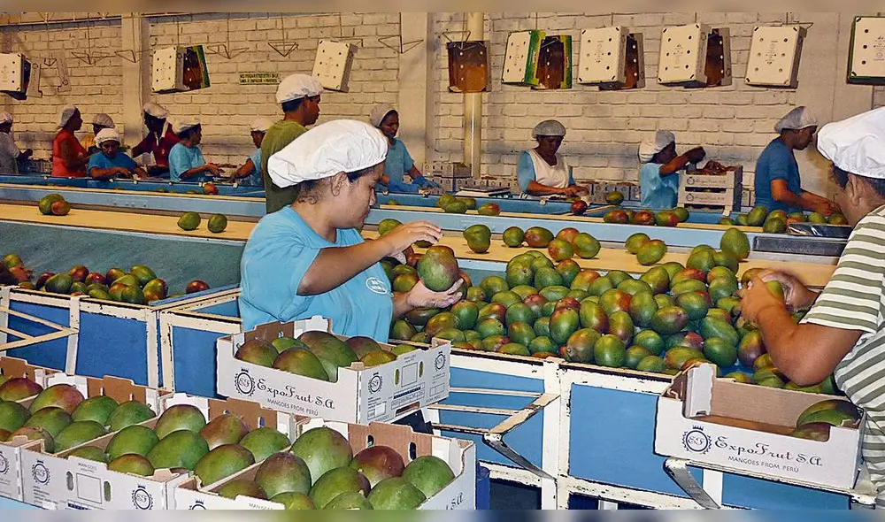 70% de exportación de mango proviene de la región Piura