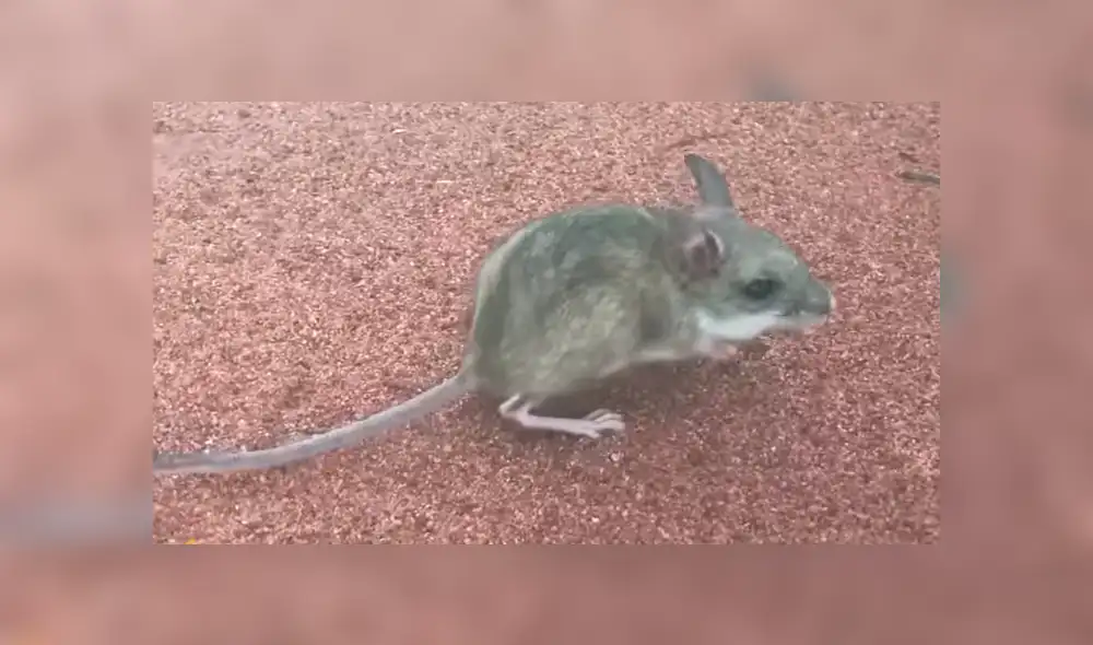 En YouTube, un chico aplicó un singular método para revivir a un pequeño ratón moribundo en el desierto. En YouTube, un chico aplicó un singular método para revivir a un pequeño ratón moribundo en el desierto.