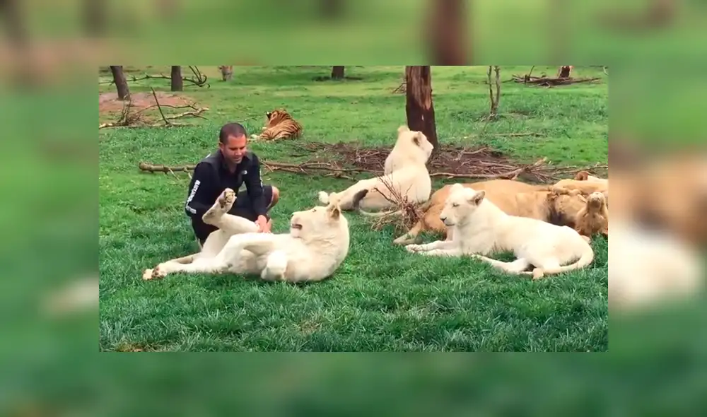 YouTube viral: feroz leopardo aparece para atacar a su domador y tigre lo evita enfrentándolo [VIDEO]
