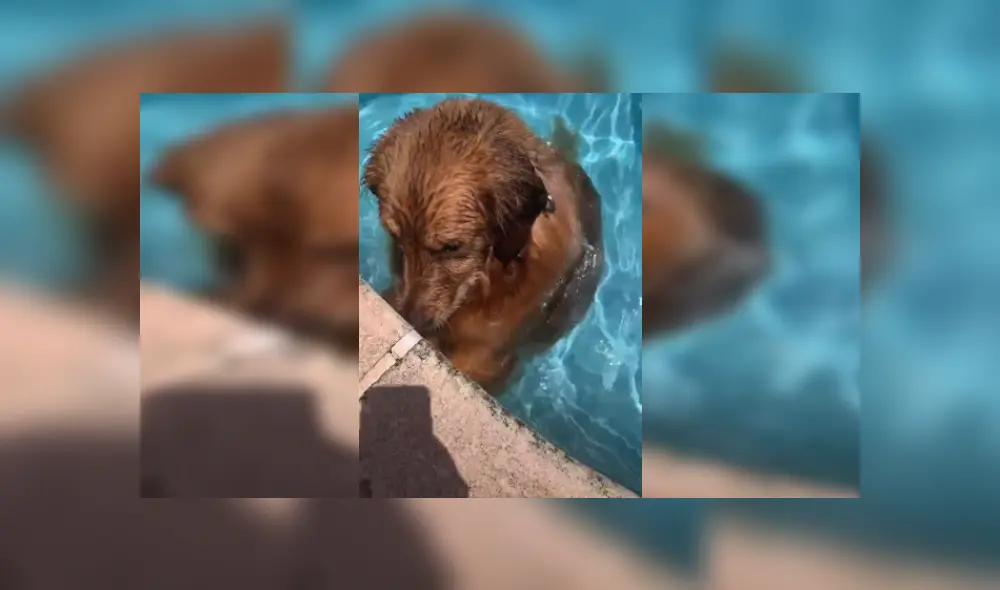 Desliza hacia la izquierda para ver más fotos de este tierno perrito mientras 'salva' a su peluche favorito. (Foto: captura)