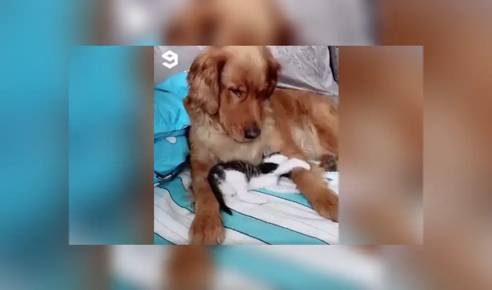 Desliza a la izquierda para conocer más sobre este nuevo video viral de YouTube. Foto: Captura. Desliza a la izquierda para conocer más sobre este nuevo video viral de YouTube. Foto: Captura.