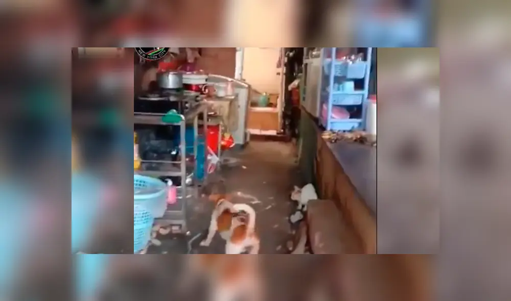 Desliza para ver más detalles de este viral que sorprendió a todos en Facebook. Foto: Captura. Desliza para ver más detalles de este viral que sorprendió a todos en Facebook. Foto: Captura.